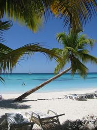 Dominican Republic - Beautiful palm trees, blue ocean and heaven